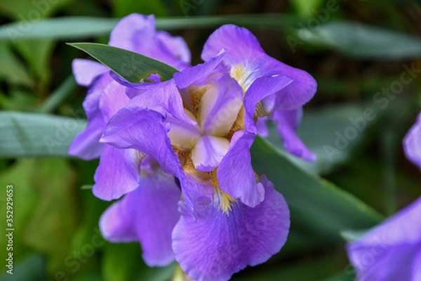 Fototapeta Overhead view of a purple and yellow iris in a spring garden