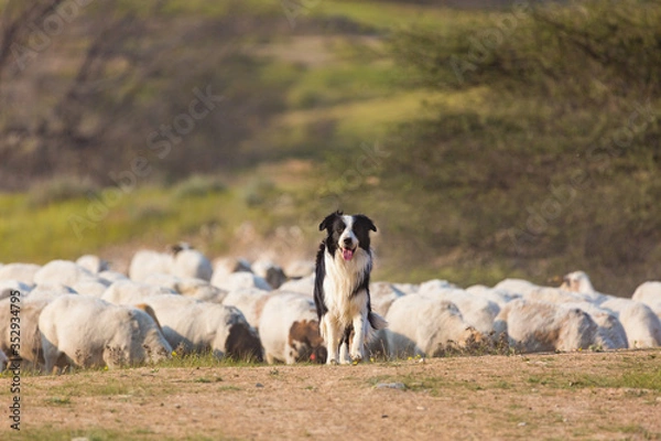 Fototapeta Border collie