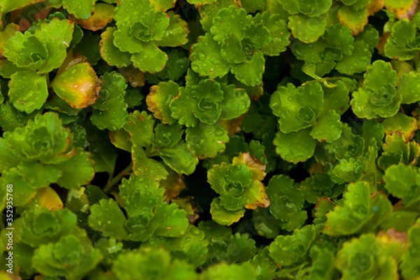 Fototapeta small-leafed background plant
