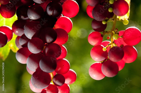 Fototapeta Weinreben 11.181