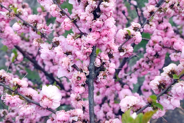 Obraz Close up delicate red flowers of Chaenomeles japonica shrub, commonly known as Japanese quince or Maule's quince in a sunny spring garden, beautiful Japanese blossoms floral background, sakura