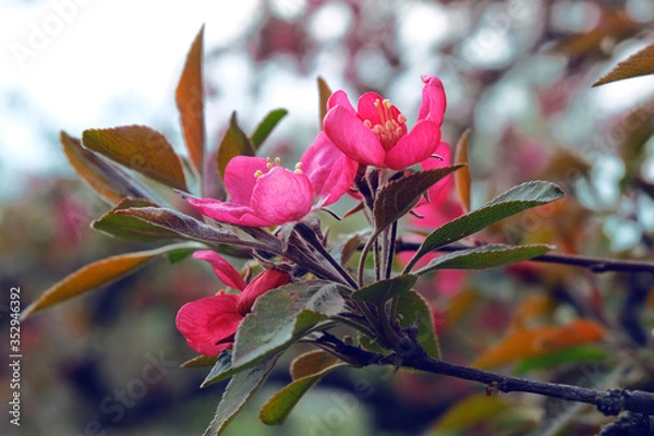Fototapeta Close up delicate red flowers of Chaenomeles japonica shrub, commonly known as Japanese quince or Maule's quince in a sunny spring garden, beautiful Japanese blossoms floral background, sakura