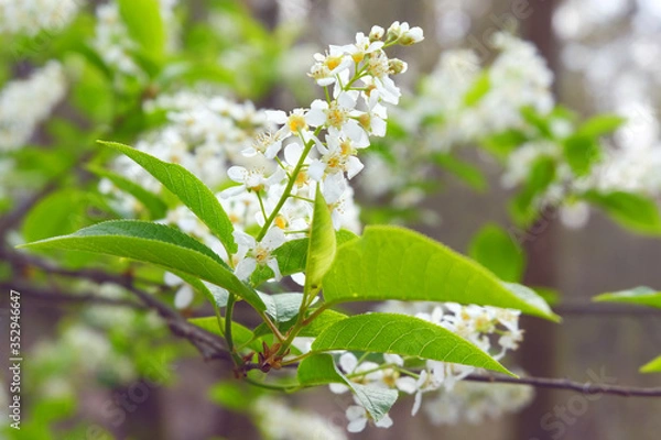 Obraz Jasmine with drops of water on green leaves after the rain. Chubushnik, (lat. Philadelphus)