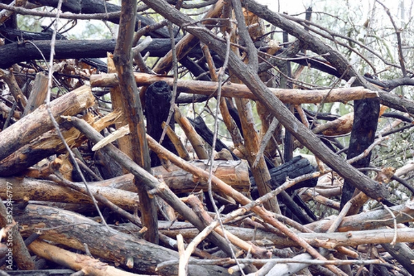 Obraz Pile of dry firewood in the forest