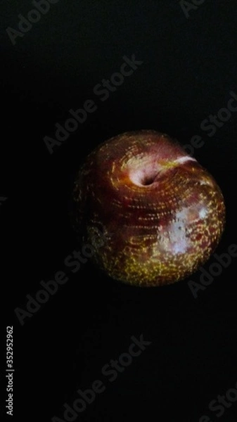 Obraz Plum on black.
