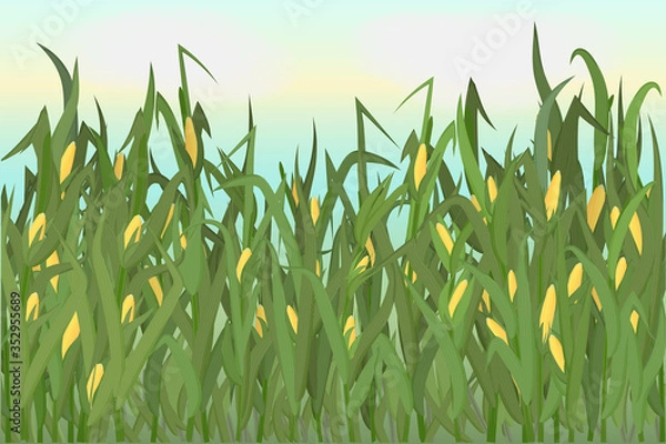 Fototapeta A cornfield with ripe cobs against a blue sky. Background image.  illustration.