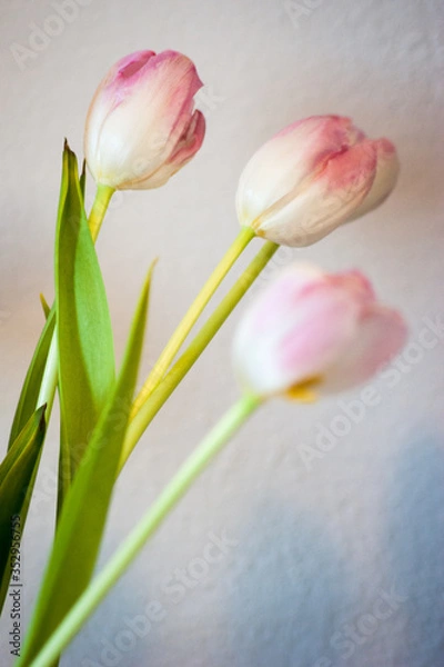 Obraz red tulips in a vase