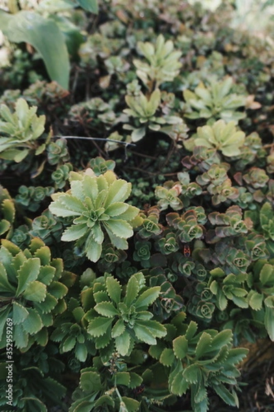 Fototapeta Processed with VSCO with hb2 preset