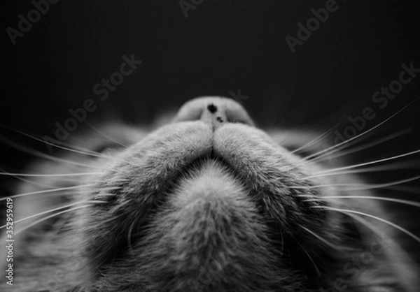 Fototapeta Cat mustaches