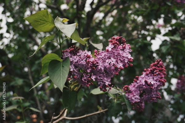 Fototapeta Processed with VSCO with hb2 preset