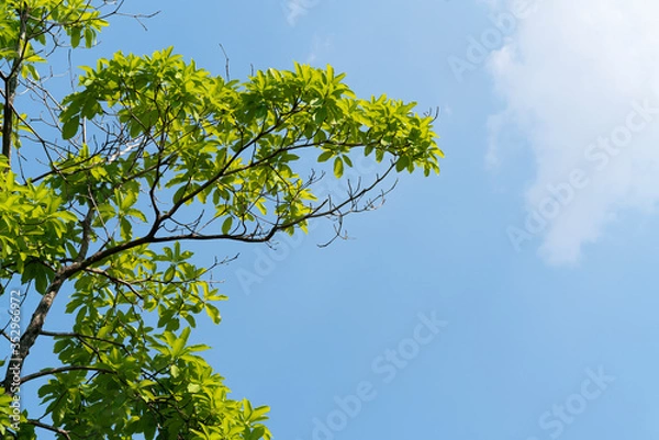 Fototapeta The new leafy tree, the background is sky
