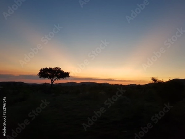 Fototapeta Savanna sunset.