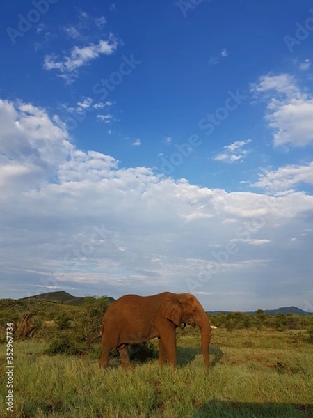 Fototapeta Elephant.