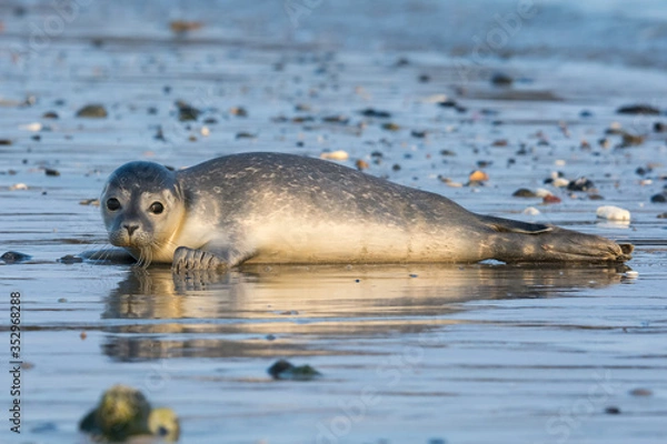 Fototapeta Common seal known also as Harbour seal, Hair seal or Spotted seal  (Phoca vitulina) pup lying on the beach. Helgoland, Germany