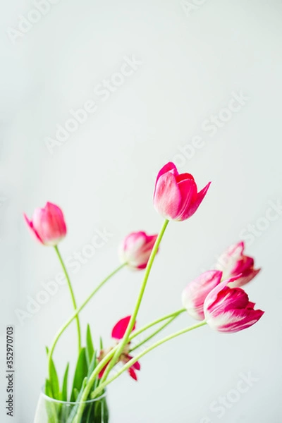 Fototapeta Fresh branche of tulips in a glass vase on a light background . Holiday card with flowers. Spring plants with drops of morning dew. Wallpaper for desktop.