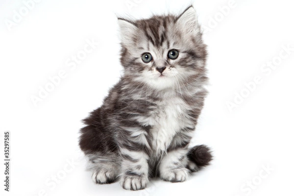 Fototapeta Grey kitten isolated on white