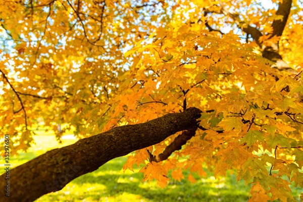 Fototapeta Tree in Fall colors