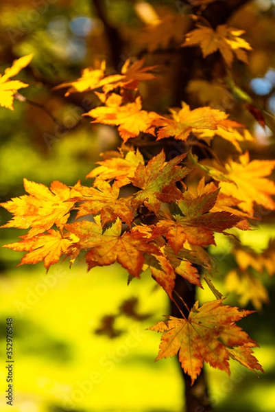 Fototapeta Fall colors