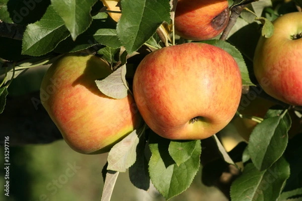 Fototapeta jonagold jabłka
