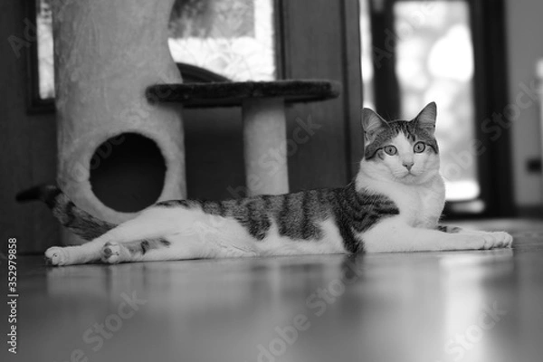 Fototapeta cat on the window