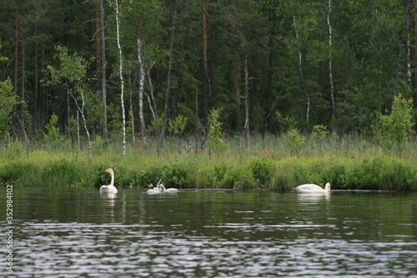 Fototapeta Whooper swan (Cygnus cygnus), also known as the common swan captured in the North of Belarus