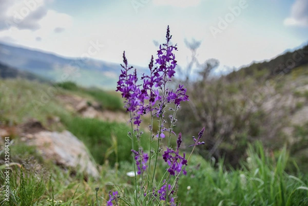 Fototapeta primavera
