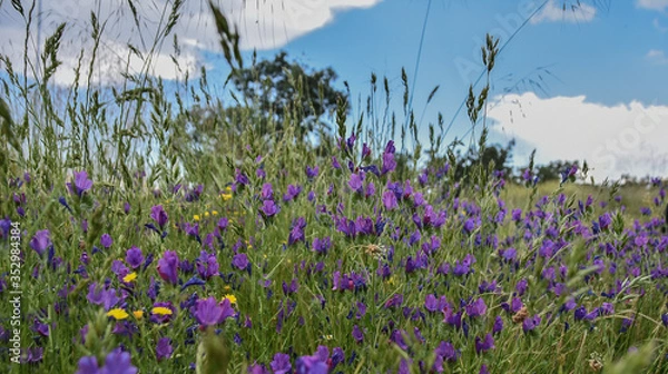 Fototapeta primavera