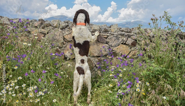 Fototapeta perro spaniel ingles