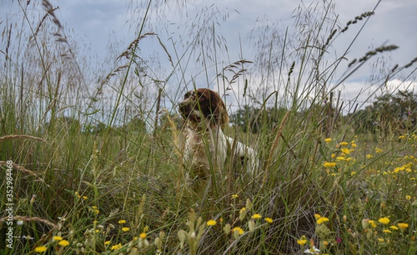 Fototapeta  perro spaniel ingles
