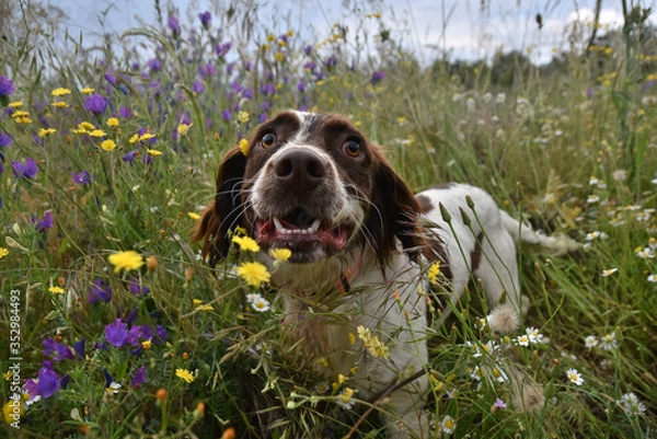 Fototapeta perro spaniel ingles