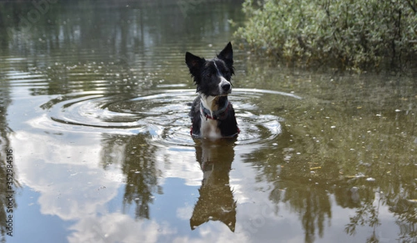 Fototapeta sombra perro