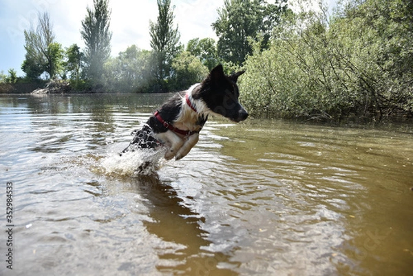 Fototapeta border collie