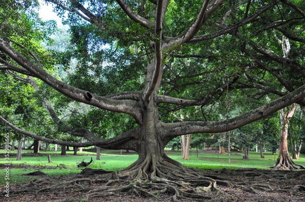 Fototapeta Incredibly large and wide Moreton Fig tree or Ficus macrophylla with huge long land roots in the nature park.