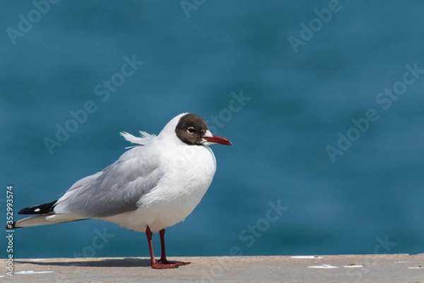 Fototapeta Black-headed Gull - Chroicocephalus Ridibundus . Close up view of white seagull in front of blue  background.