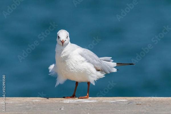 Fototapeta Black-headed Gull - Chroicocephalus Ridibundus . Close up view of white seagull in front of blue  background.