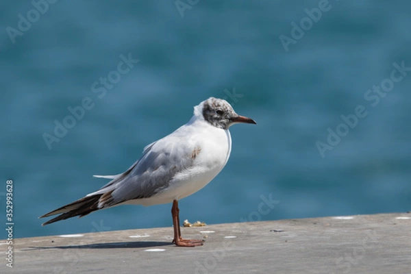 Fototapeta Black-headed Gull - Chroicocephalus Ridibundus . Close up view of white seagull in front of blue  background.