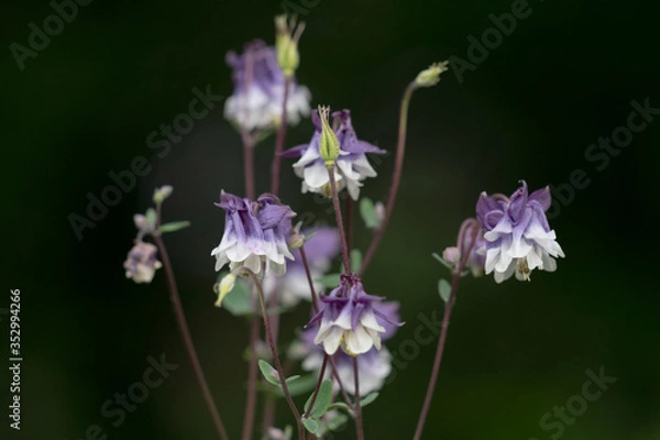 Fototapeta Akelei: eine filigrane, anspruchslose, meist im Mai blühendes Hahnenfußgewächs