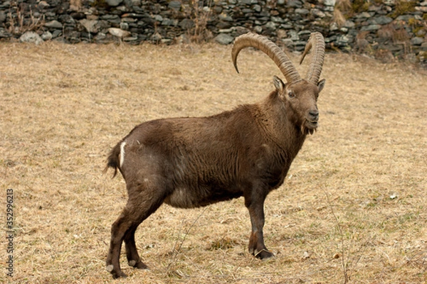 Obraz mountain goat on a rock