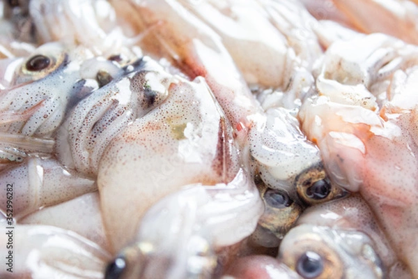 Obraz 生のホタルイカのアップ