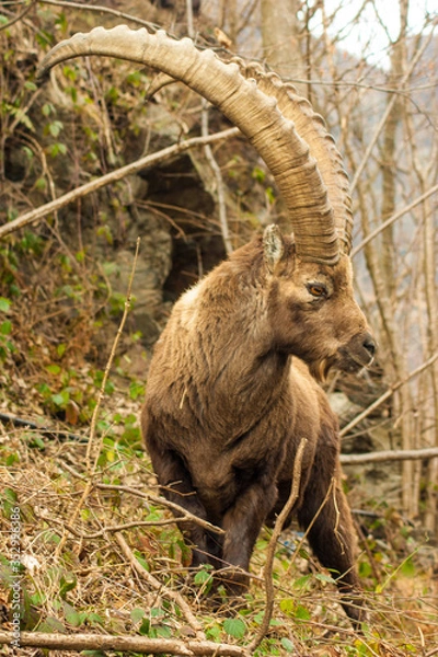 Obraz mountain goat on a rock