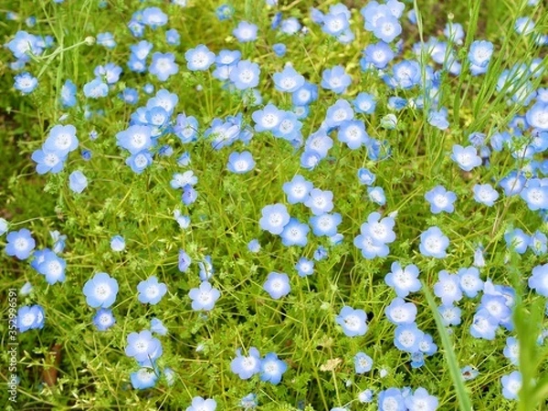 Fototapeta forget me not