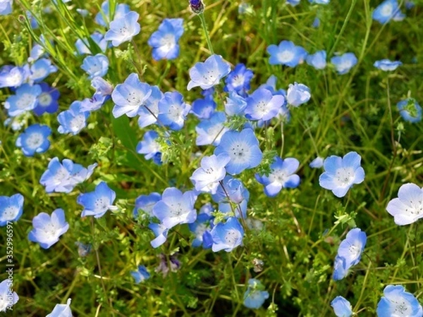 Fototapeta forget me not