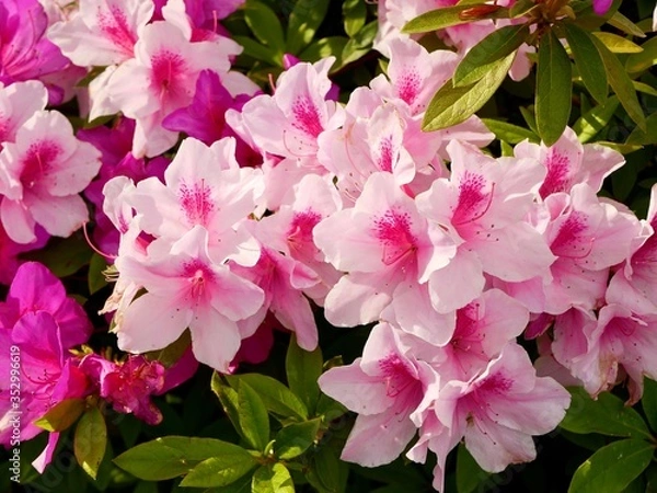 Fototapeta pink hydrangea flowers