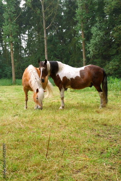 Fototapeta horse grazing in meadow