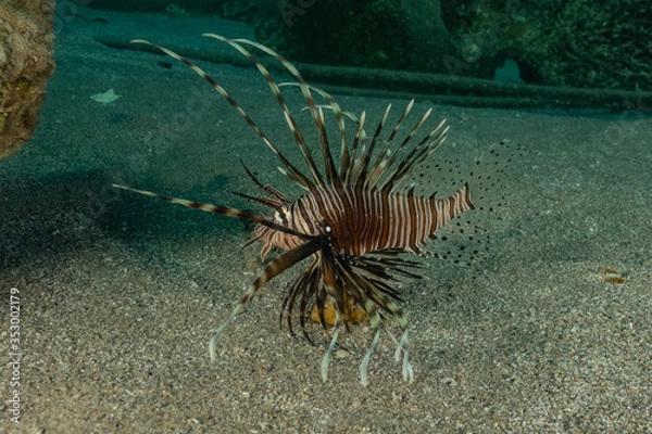 Fototapeta Lion fish in the Red Sea colorful fish, Eilat Israel

