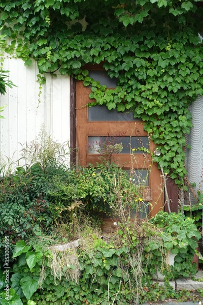 Fototapeta 蔦に覆われた扉
