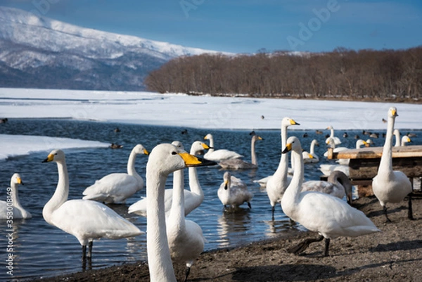 Obraz 北海道屈斜路湖で越冬する白鳥の群れ
