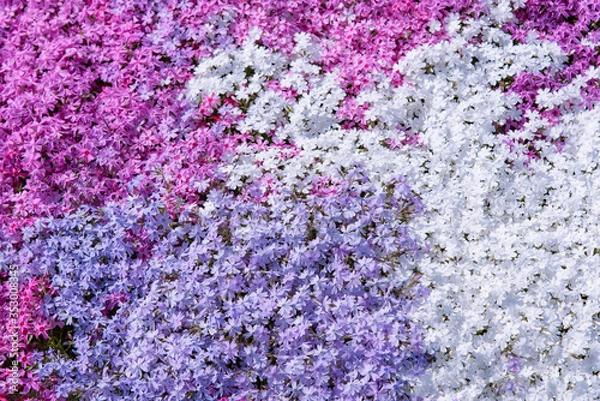 Obraz 色とりどりの芝桜