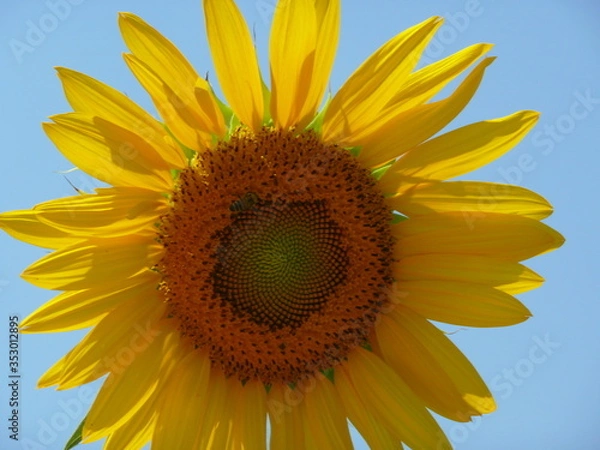 Fototapeta sunflower on blue sky