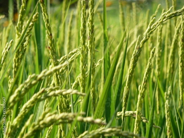 Obraz green grass in the wind